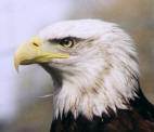 Portrait of Alaska, Bald Eagle wings over mull