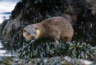 Otter on the isle of mull