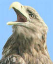 White-tailed Eagle on the isle of mull